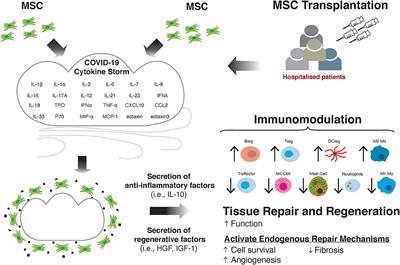 The Role of MSC Therapy in Attenuating the Damaging Effects of the Cytokine Storm Induced by COVID-19 on the Heart and Cardiovascular System